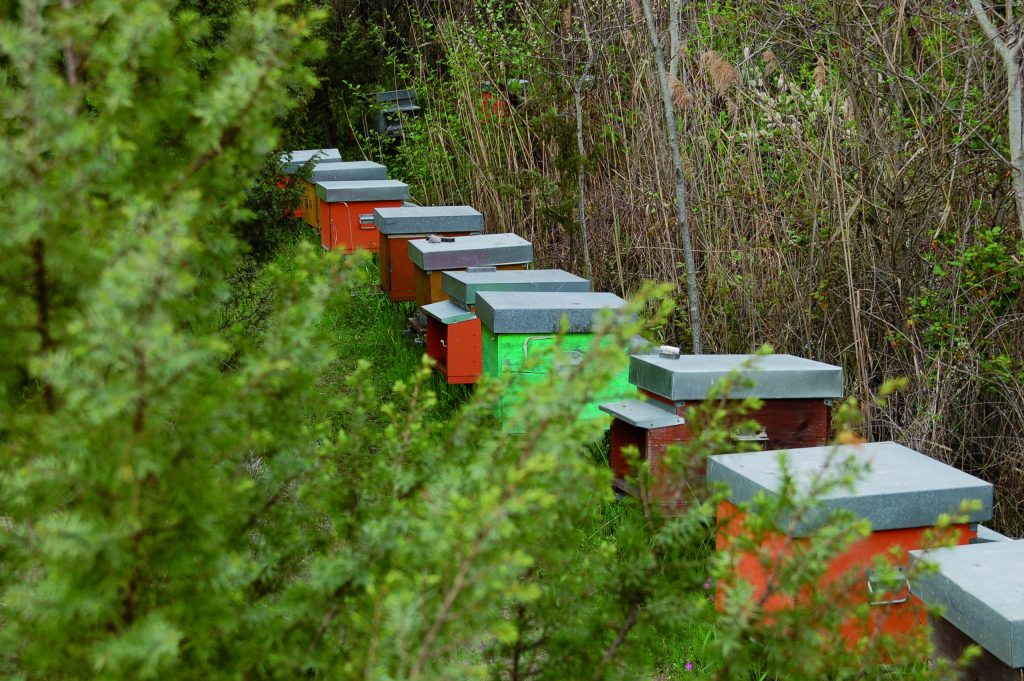 Bio-Strandhonig: Die flotten Bienen aus der Toskana