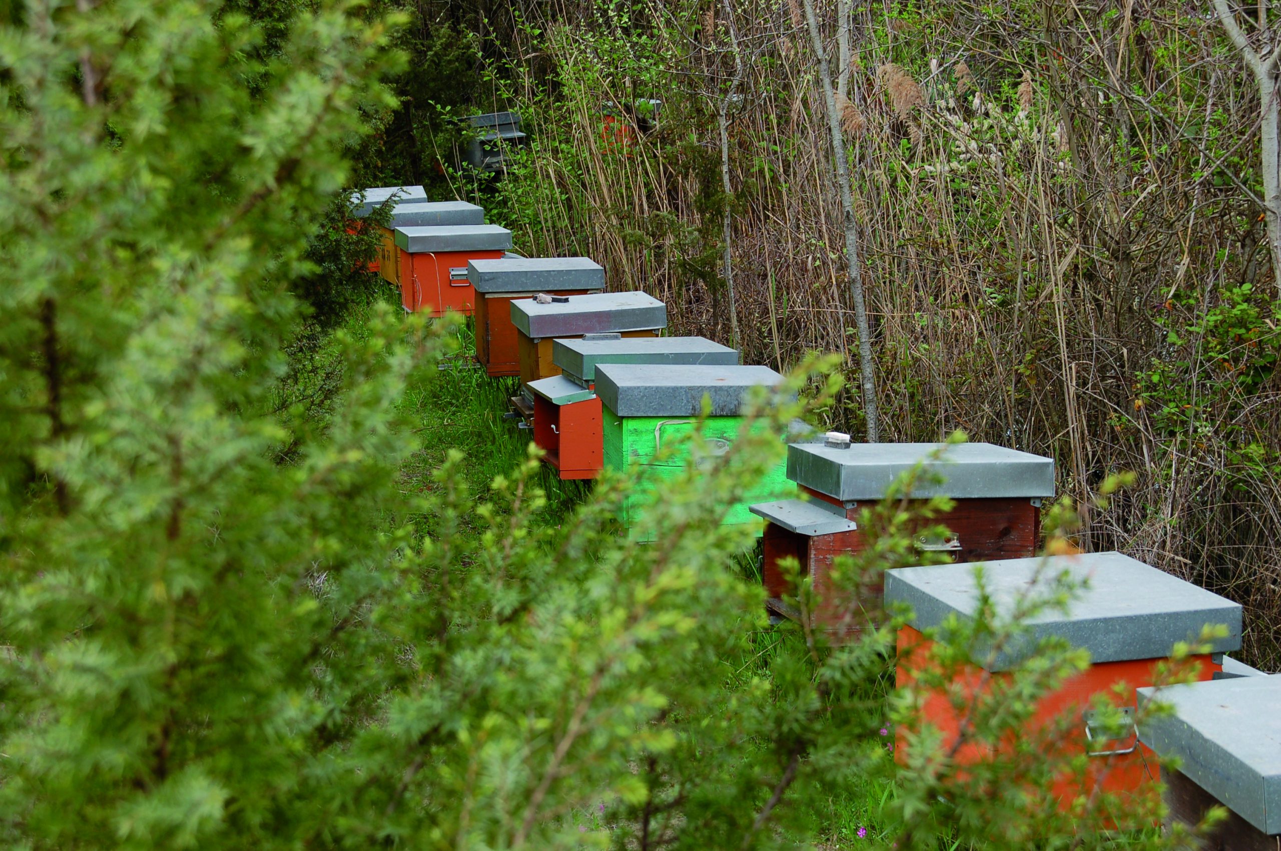 Bio-Strandhonig: Die flotten Bienen der Toskana