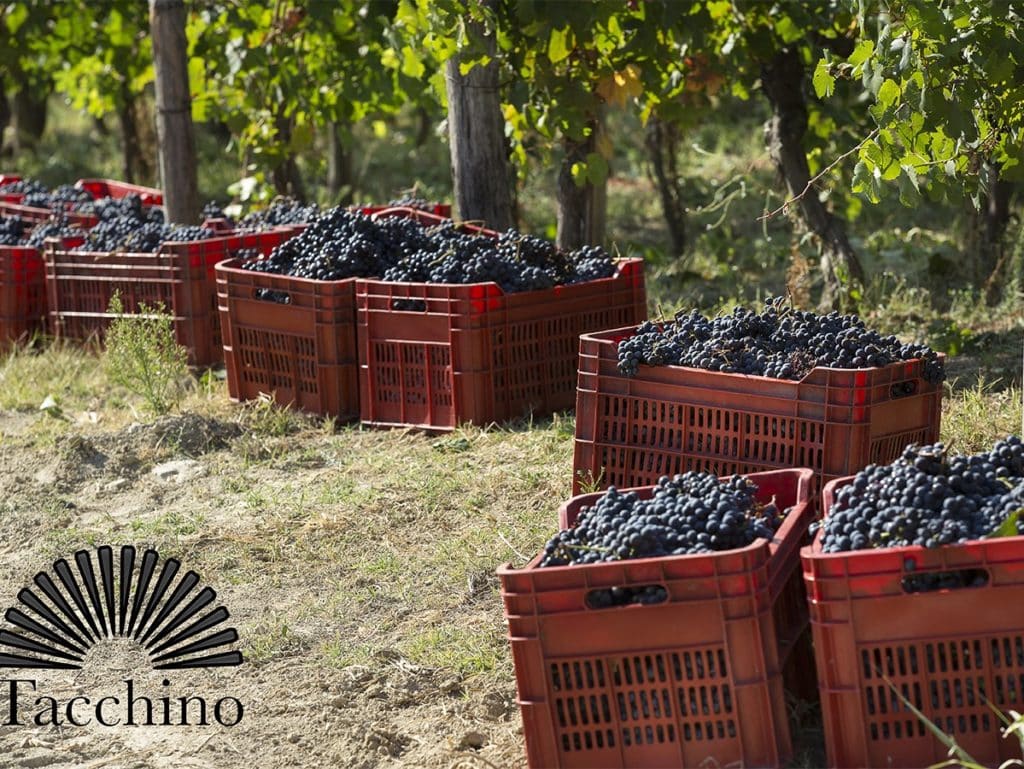 Es ist immer wieder schön zu sehen, mit wieviel Entschlossenheit einige italienische Winzerfamilien ihr Weingut führen. Die Geschwister Romina und Alessio Tacchino sind das beste Beispiel.