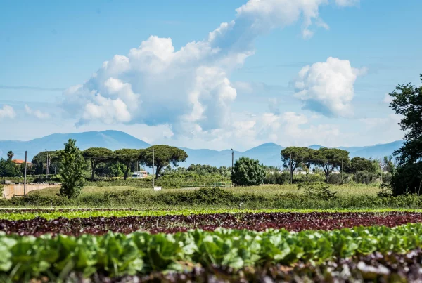 Um mehr Landwirte in Deutschland bei der Umstellung auf Bio-Landbau zu unterstützen, ruft der Lebensmittelgroßhändler Transgourmet Deutschland die Initiative „Die Bio-Möglichmacher“ ins Leben. © Trangsourmet