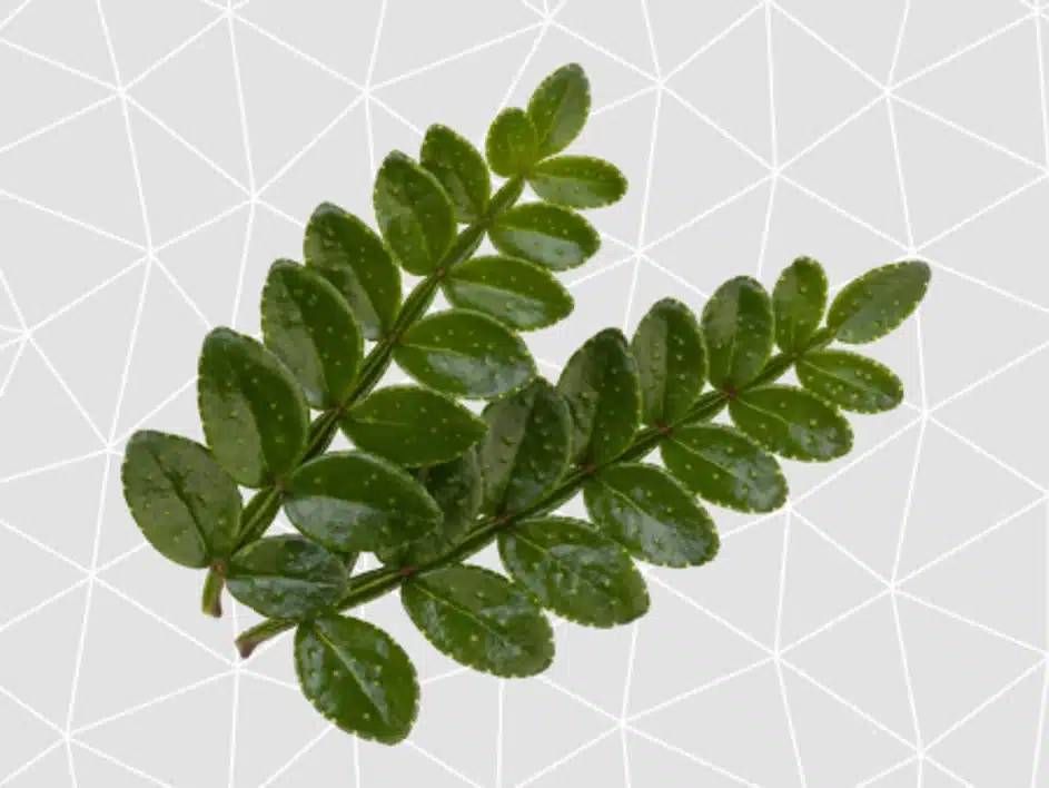 Koppert Cress‘ Kollektion erweitert mit Sansho Leaves
