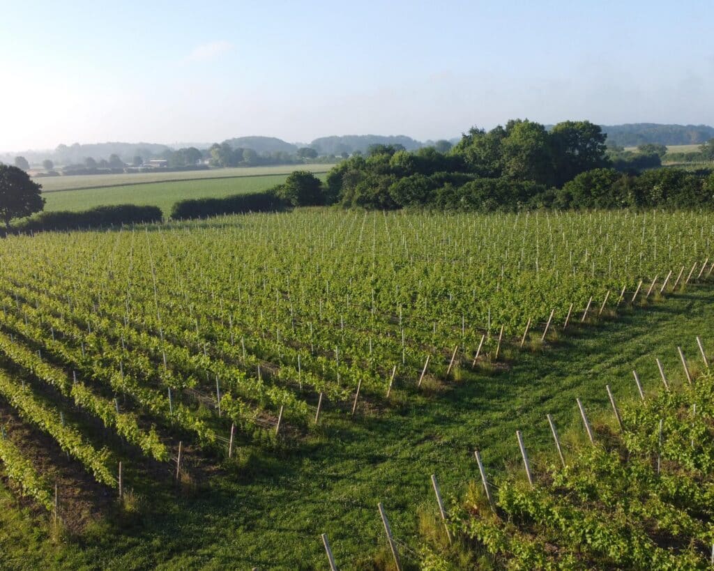 Fjordwein - Weinfeld