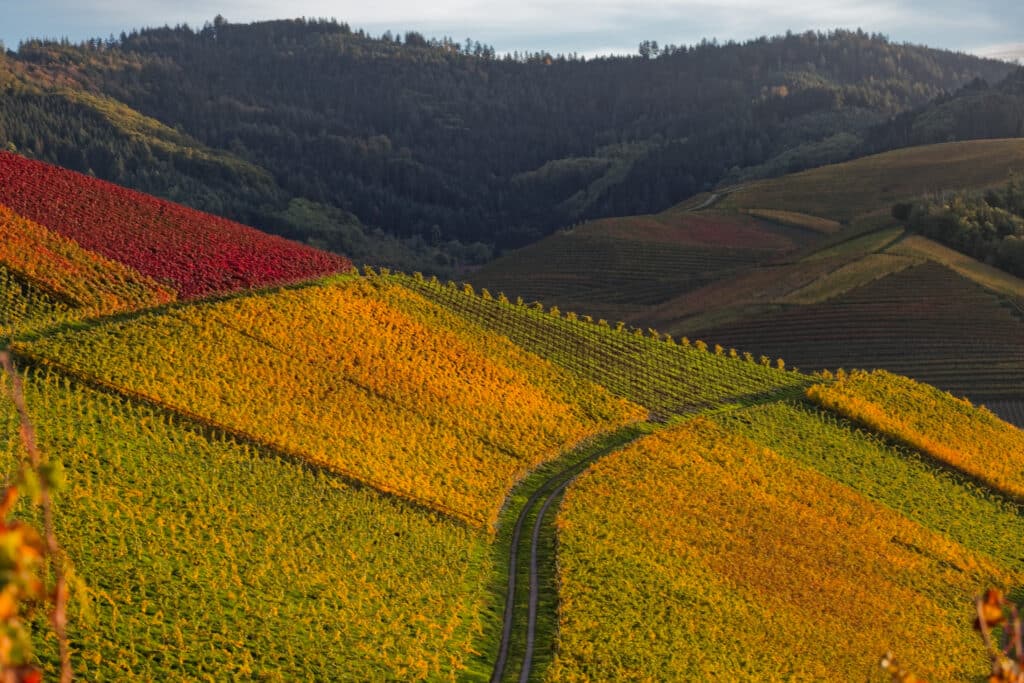 Weinjahrgang 2026 - Adobe Stock